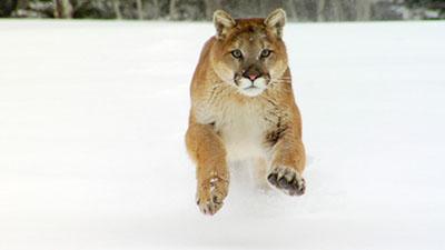 Nature and Wildlife Footage Stock Video Clips