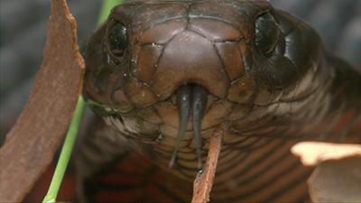 Reptiles Video Stock Footage