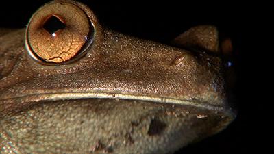 Amphibians Video Stock Footage