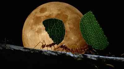 Insects, Spiders and Other Invertebrates Stock Video Footage