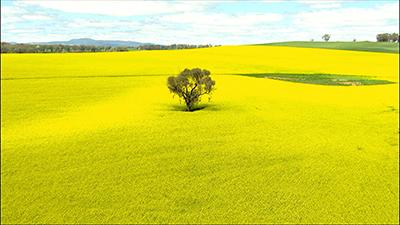 Plants Video Stock Footage