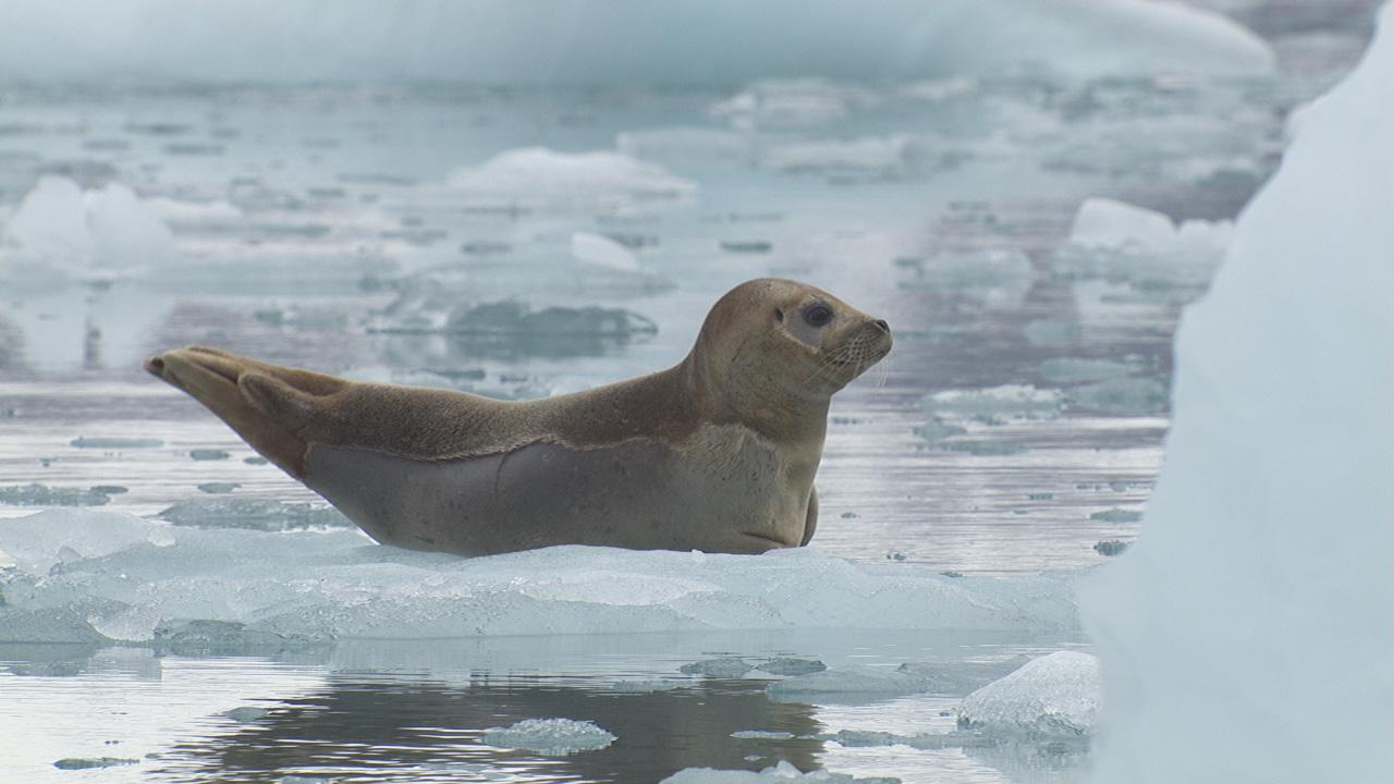 Marine Mammal Video Stock Footage