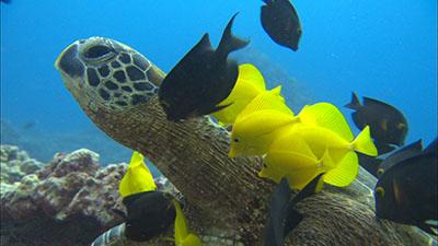 Marine Reptile Video Stock Footage