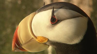 Marine Bird Video Stock Footage