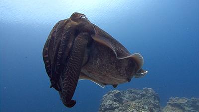 Ocean Footage & Underwater Stock Video Clips