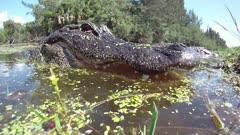 Reptiles on HD