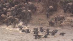 Herds