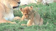 Mammals Playing