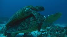 Reptiles Mating