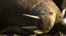 Mammals Topside