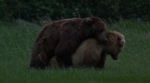 Mammals Mating