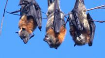 Bat