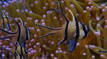 Ultra HD Underwater Fish