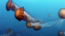 Invertebrates Royalty Free
