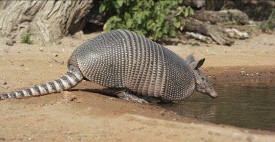 Armadillo