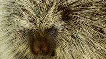Porcupine