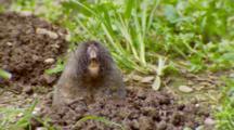 Mole And Gopher