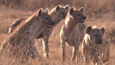 Hyena