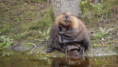 Beaver