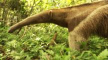 Anteater