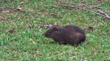Agouti