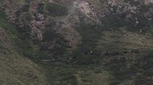 Sheep And Yak