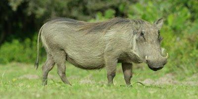 Pig And Warthog