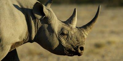 Rhino