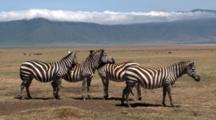 Mammals Royalty Free