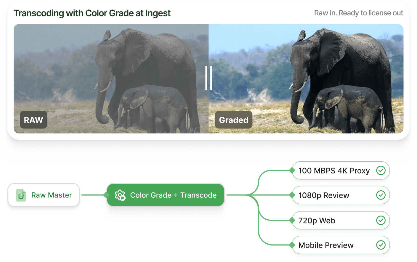 A RAW elephant clip beside its colour-graded version; one RAW master is colour-graded and transcoded into a 100 Mbps 4K proxy, a 1080p review copy, a 720p web copy and a mobile preview