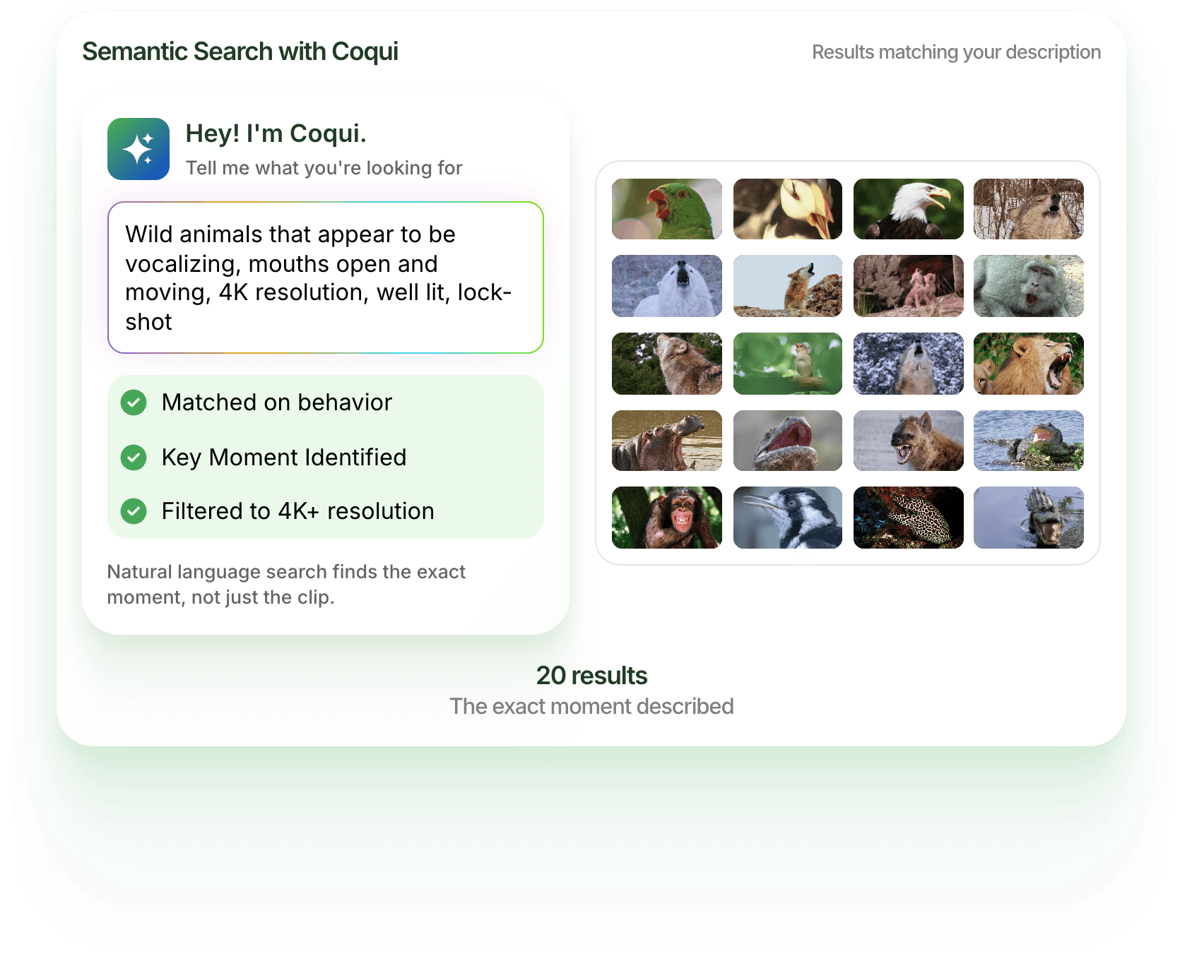 Coqui semantic search for wild animals vocalizing with mouths open, in 4K, well lit and locked off: matched on behavior, key moment identified, filtered to 4K+ resolution, returning 20 results, the exact moment described