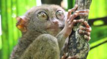 Tarsier