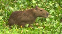 Guinea Pig