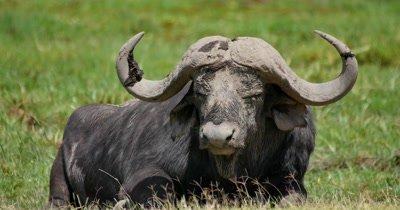 Buffalo